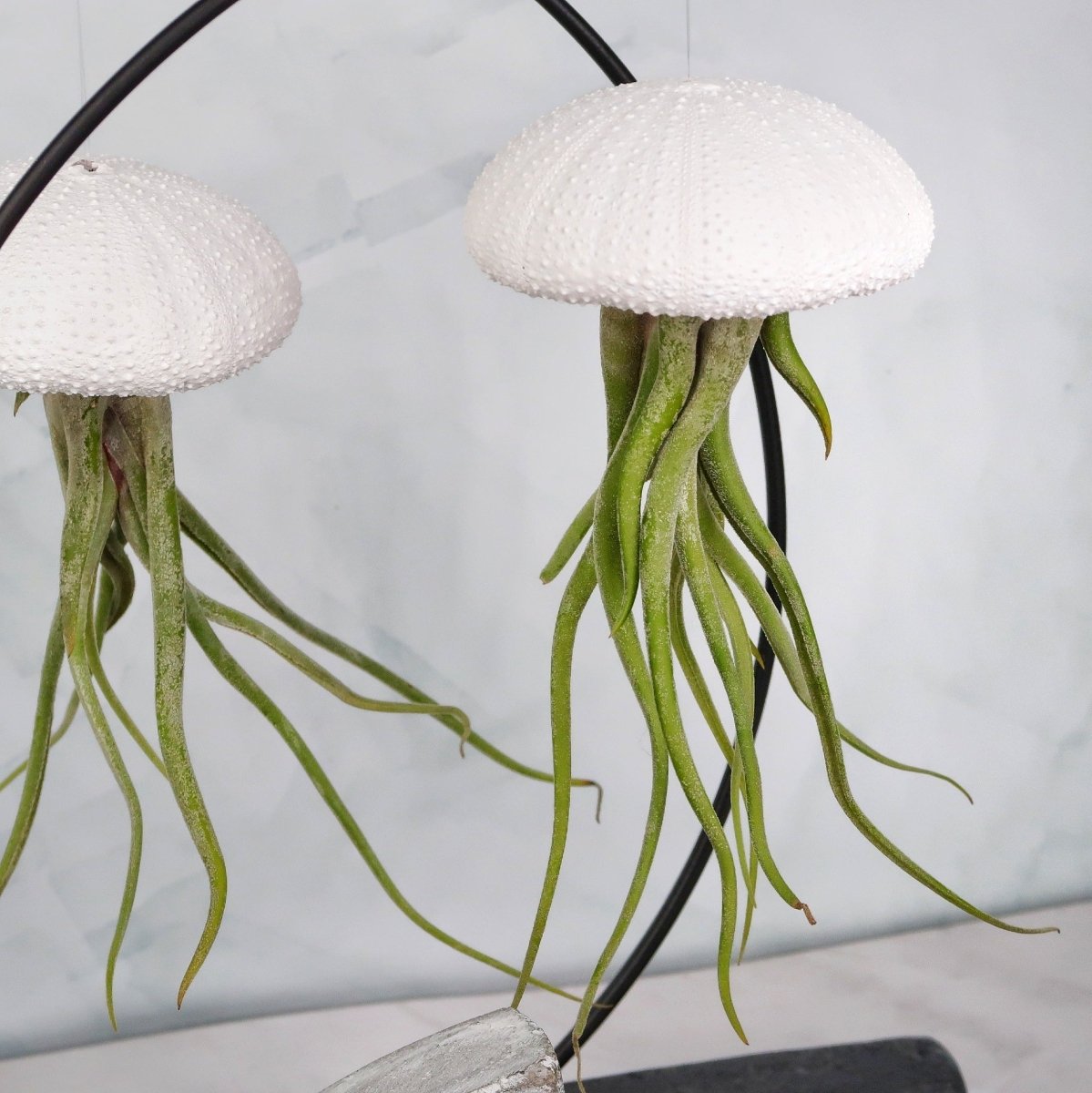 Tillandsia Medusae White für Einsteiger geeignet