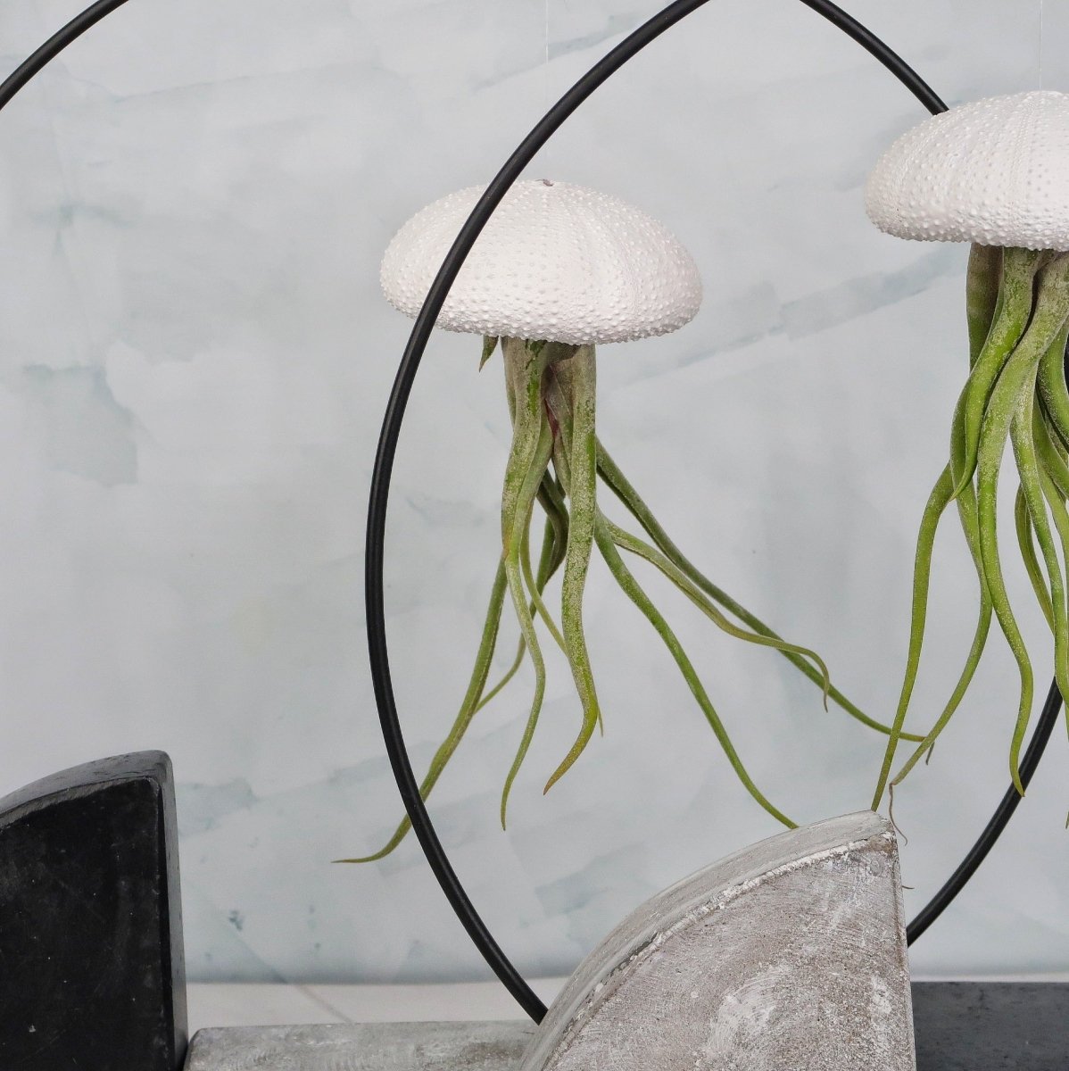 Tillandsia Medusae White mit langen, spitzen Blättern