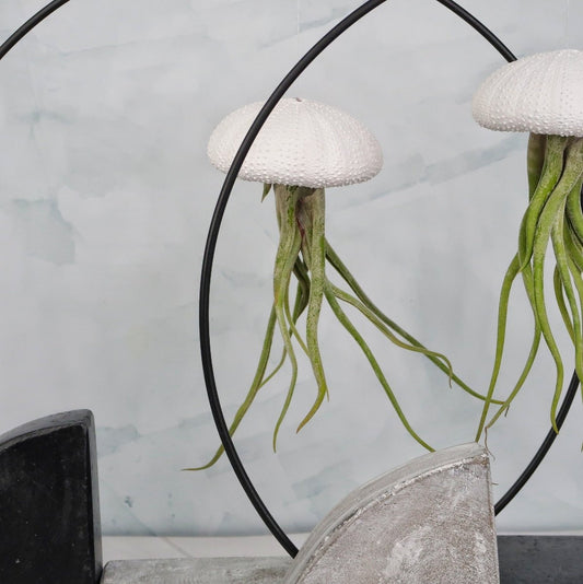 Tillandsia Medusae White – hängende Luftpflanze – potflourri