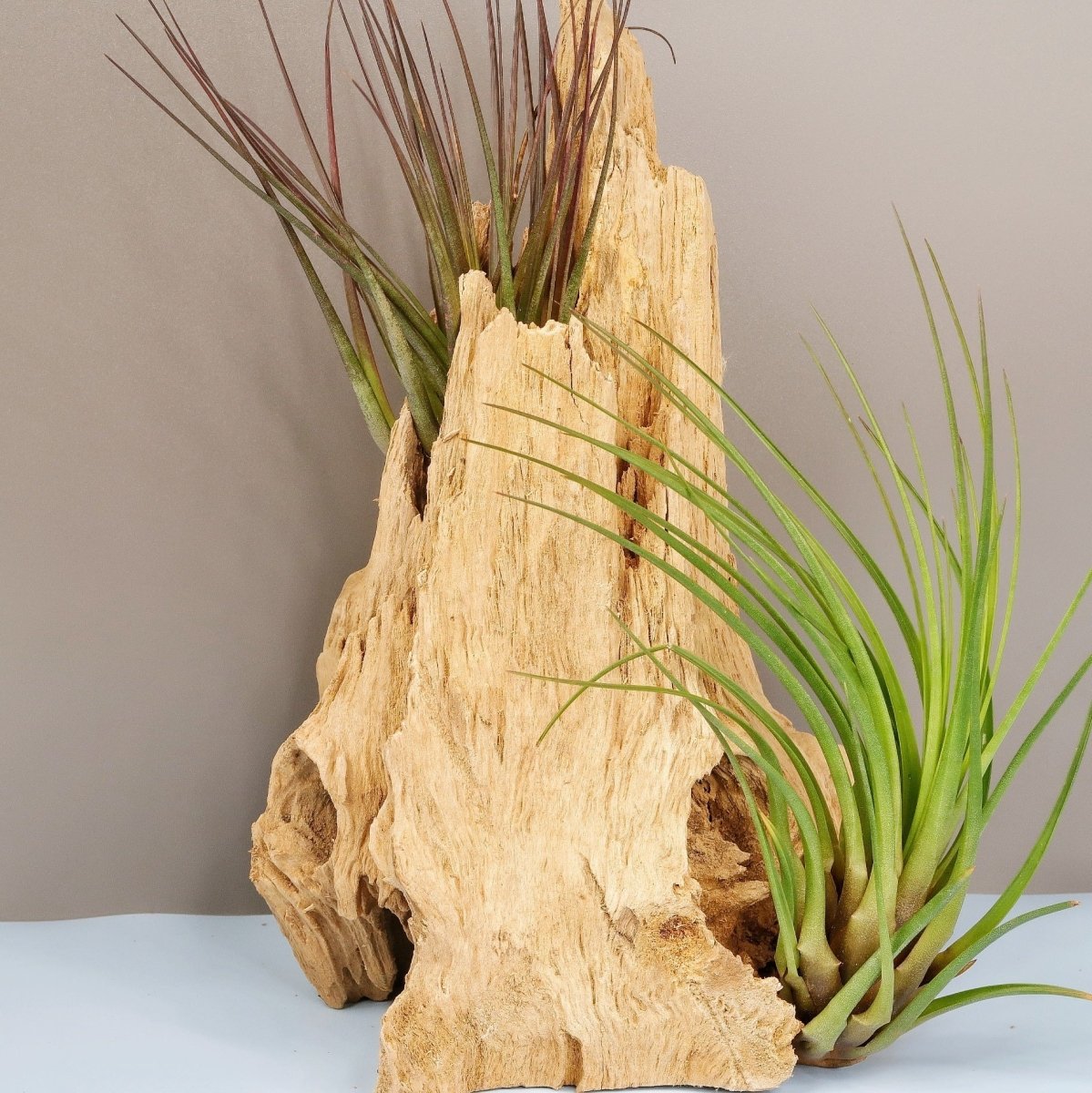 Tillandsia Melanocrater Tricolor mit rötlich-violetter Blüte
