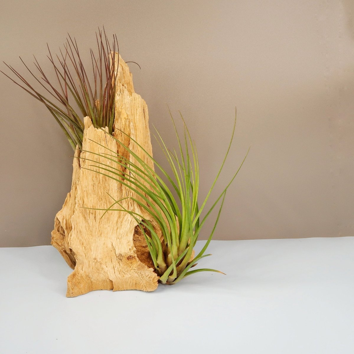 Tillandsia Melanocrater Tricolor – ungewöhnliche Form