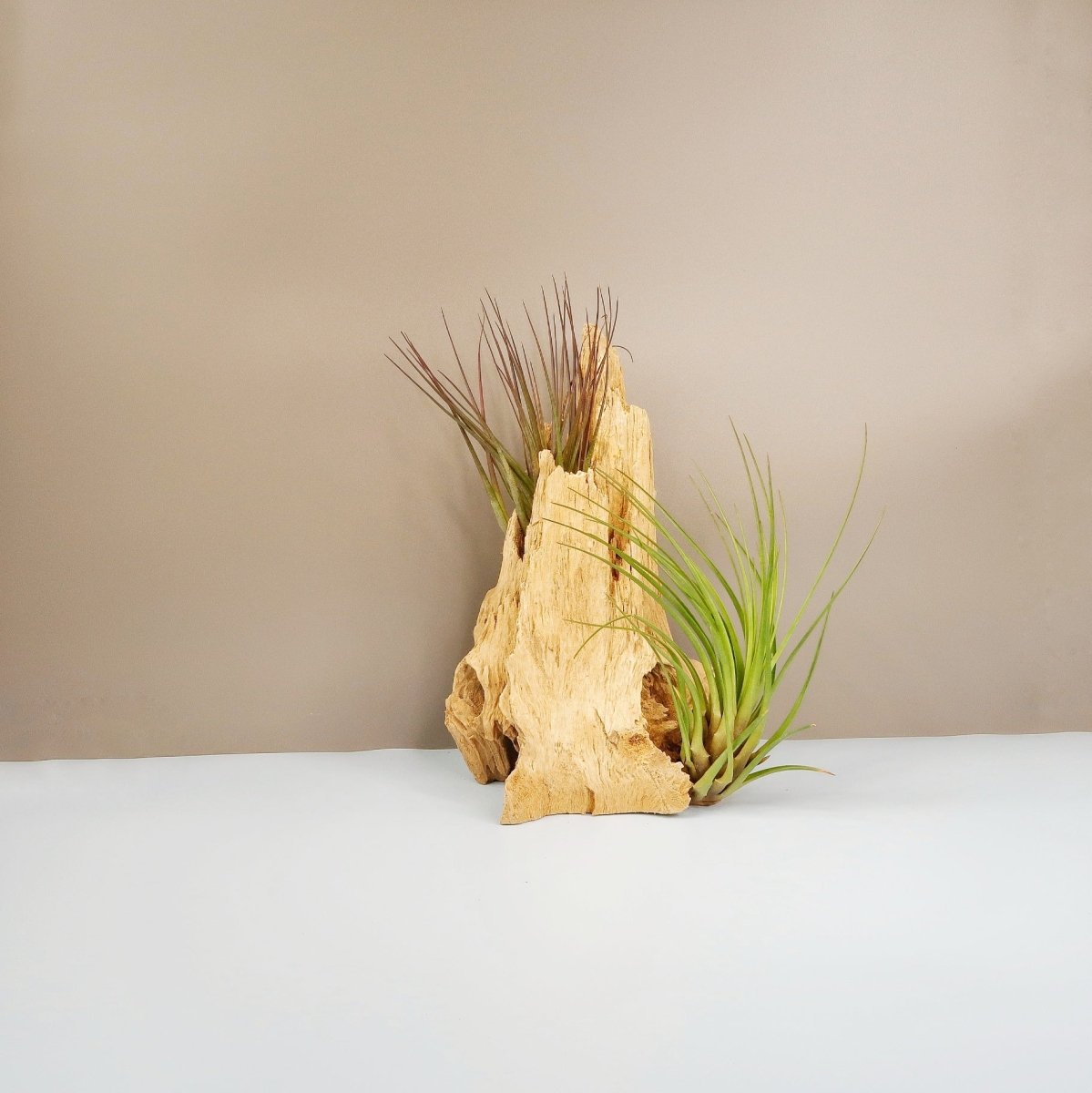 Tillandsia Melanocrater Tricolor – Luftpflanze mit Farbverlauf – potflourri