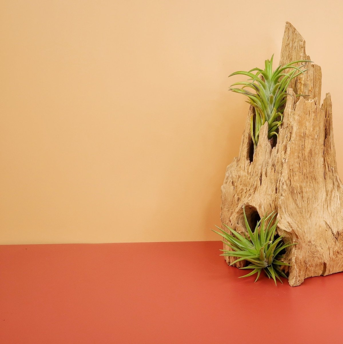 Tillandsia Neglecta – liegende Präsentation