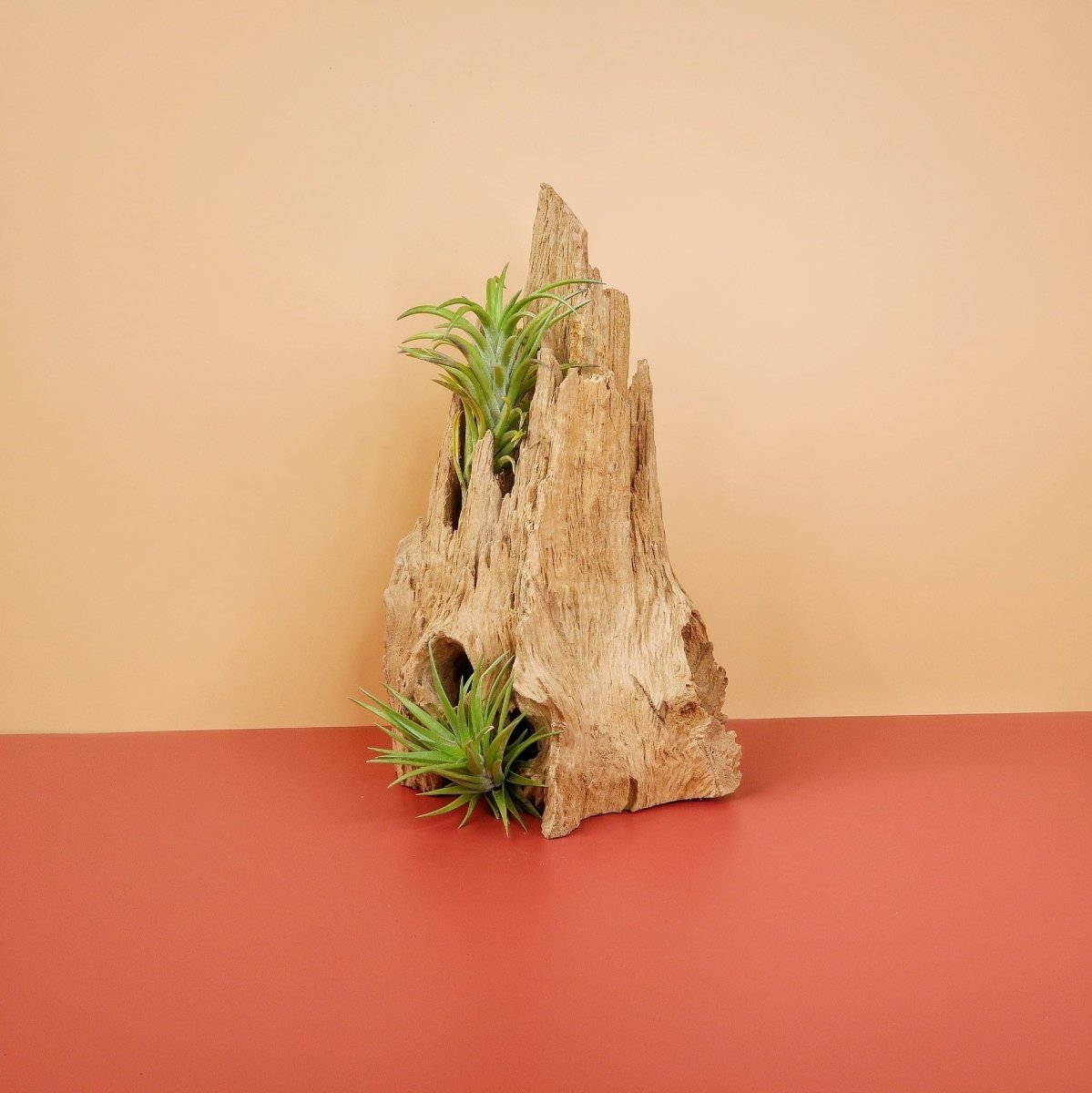 Tillandsia Neglecta – Luftpflanze mit grünen Blättern – potflourri