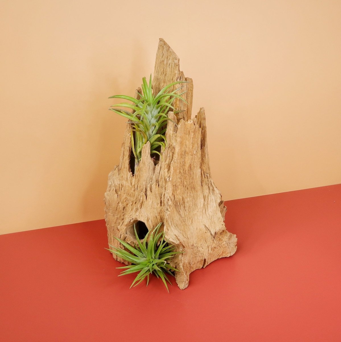 Tillandsia Neglecta mit violetter Blüte