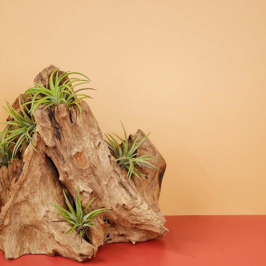 Tillandsia Neglecta Rubra – Luftpflanze mit rötlichen Blättern – potflourri