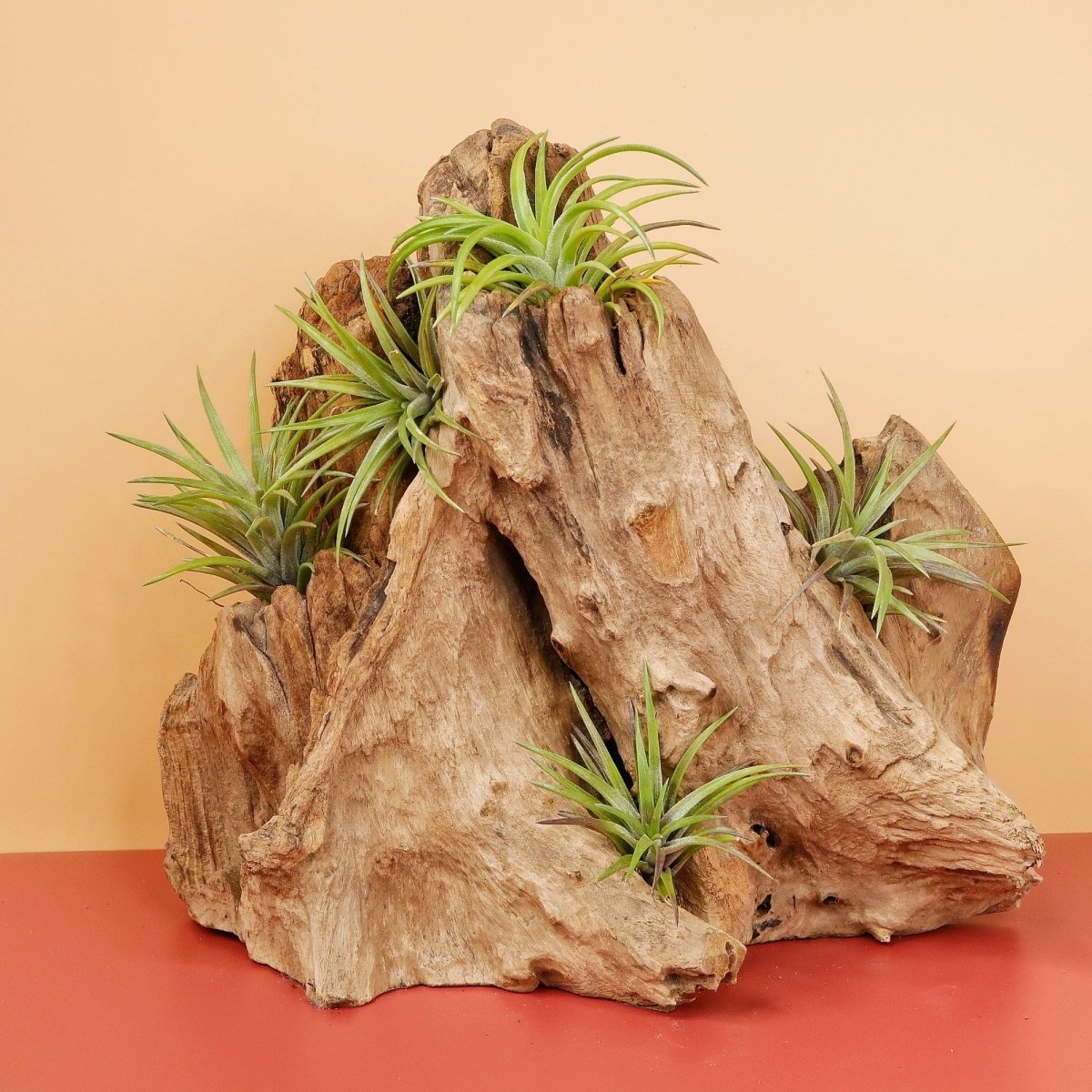 Tillandsia Neglecta Rubra mit violetter Blüte