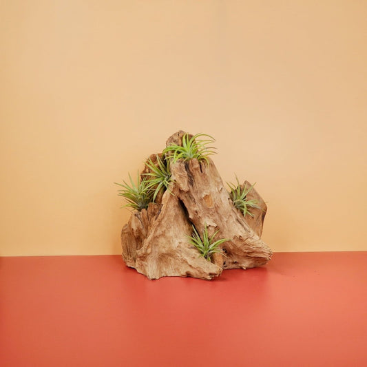 Tillandsia Neglecta Rubra – Luftpflanze mit rötlichen Blättern – potflourri
