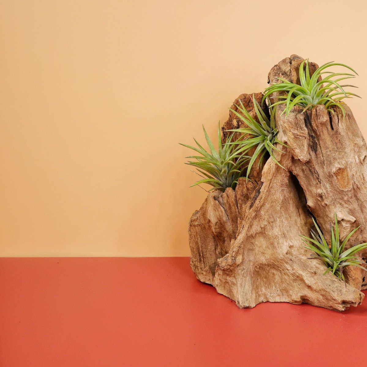 Tillandsia Neglecta Rubra – liegende Präsentation