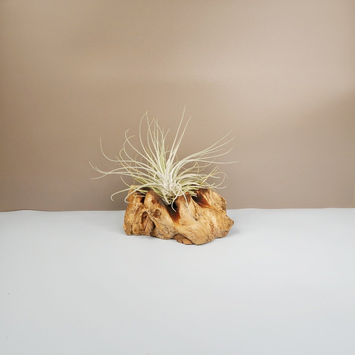 Tillandsia Oaxacana Velickiana – Luftpflanze mit silbergrauen Blättern – potflourri