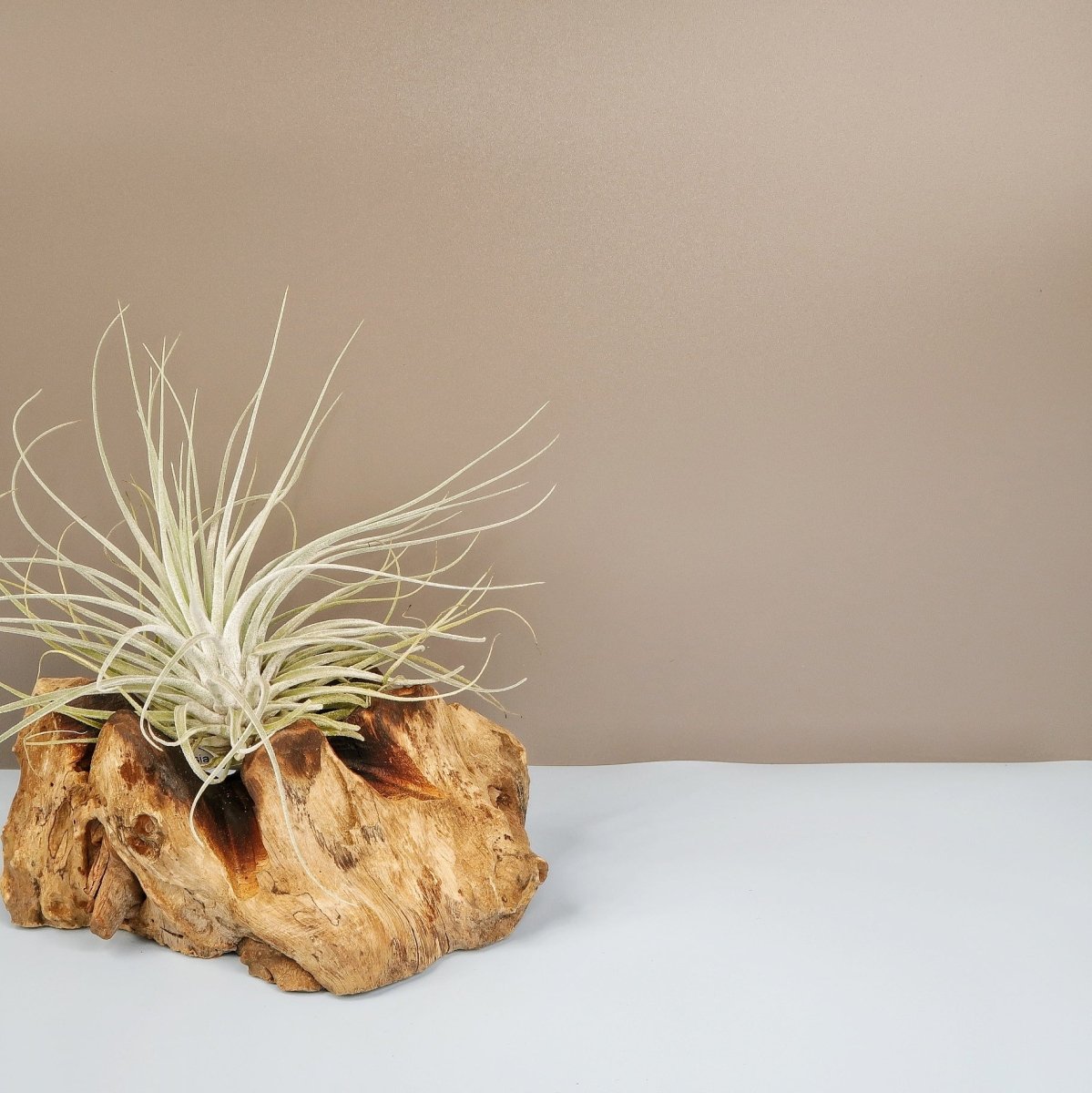 Tillandsia Oaxacana Velickiana – anmutige Rosette