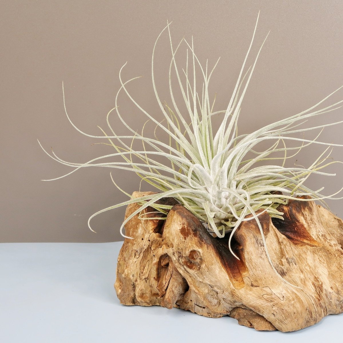 Tillandsia Oaxacana Velickiana mit pink-lilafarbener Blüte