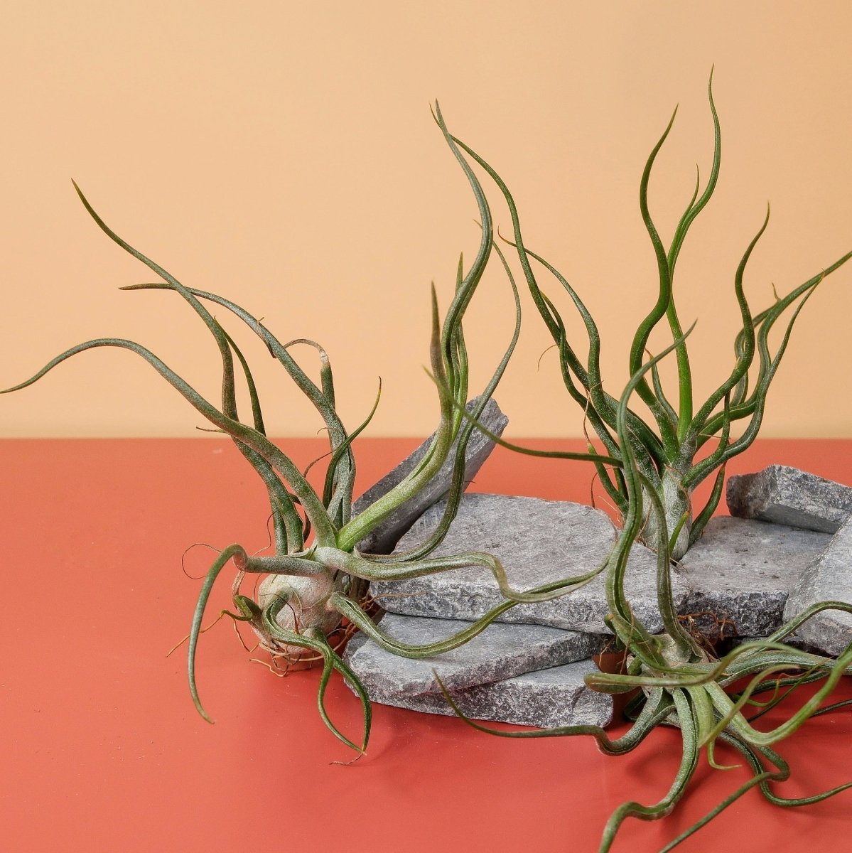 Tillandsia Pruinosa mit schimmerndem, frostigem Look