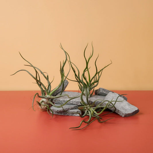 Tillandsia Pruinosa – Luftpflanze mit silbrig-grünen Blättern – potflourri