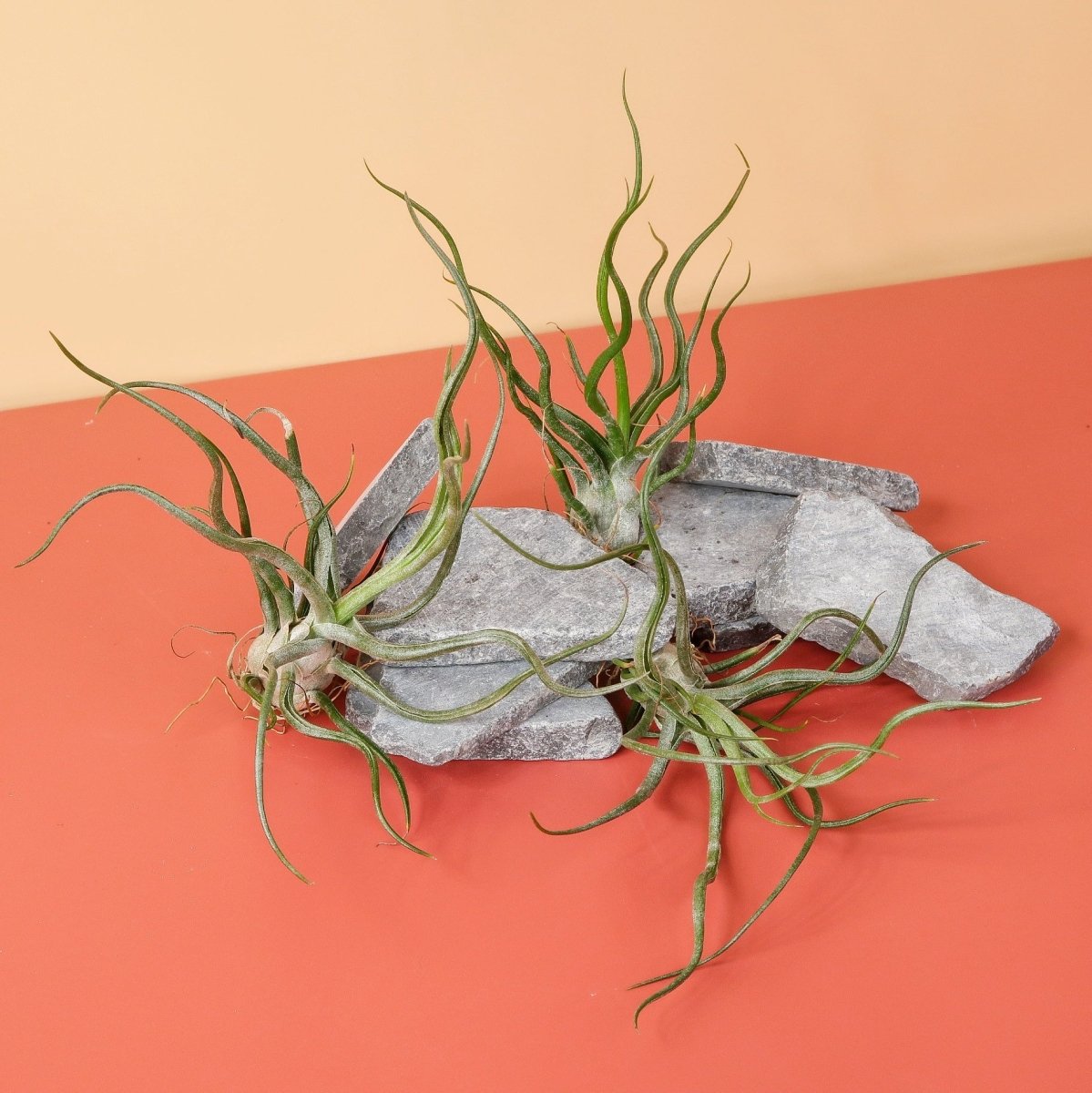 Tillandsia Pruinosa als dekoratives Element auf Treibholz