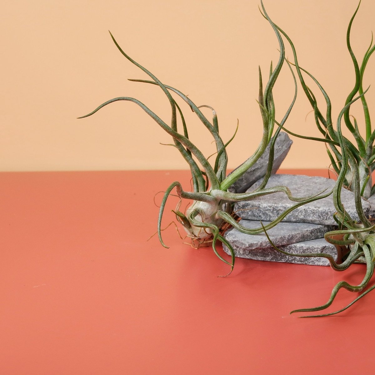 Tillandsia Pruinosa, gekräuselte Blätter mit Trichomen