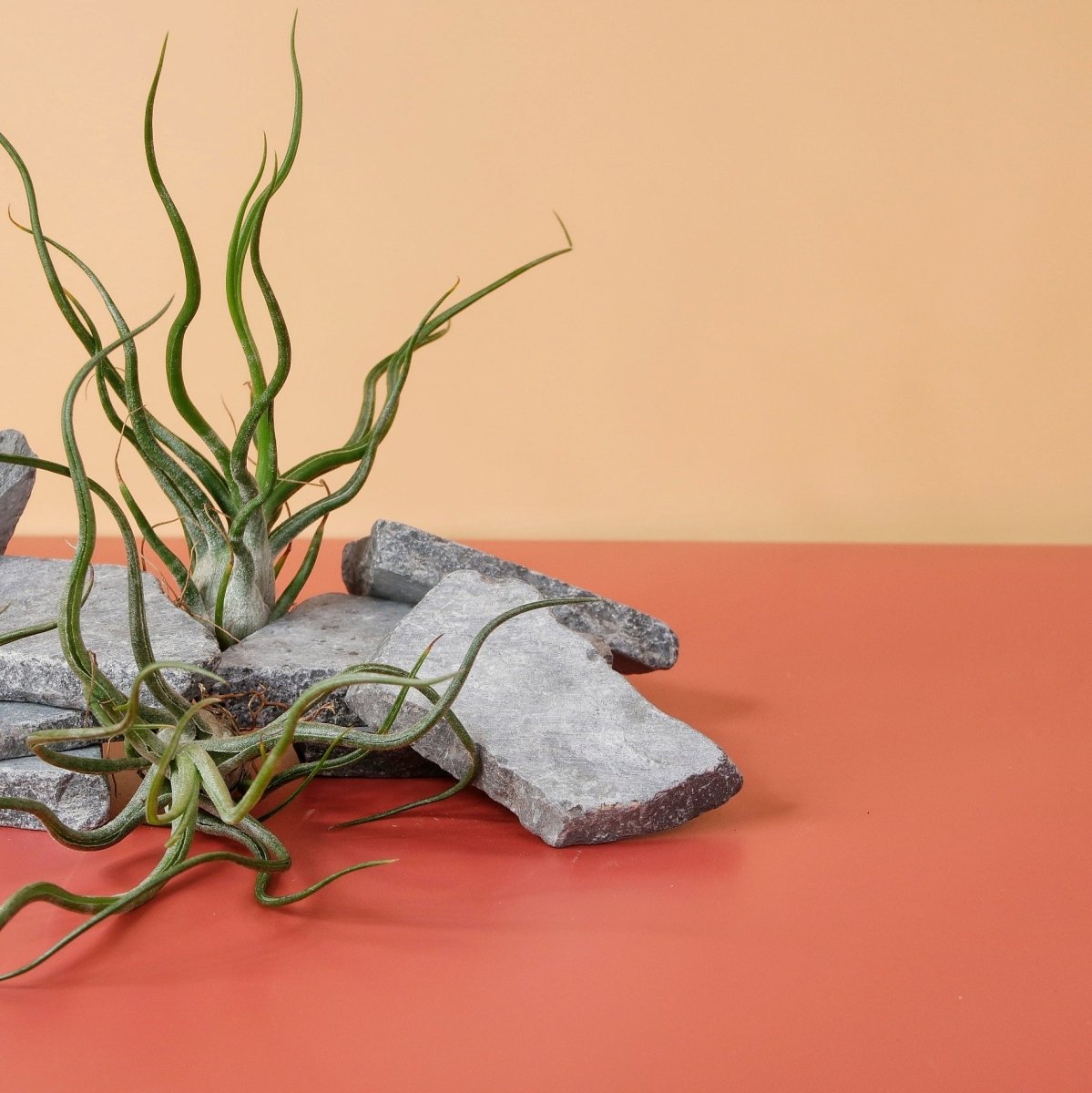 Tillandsia Pruinosa, samtige, weich erscheinende Textur