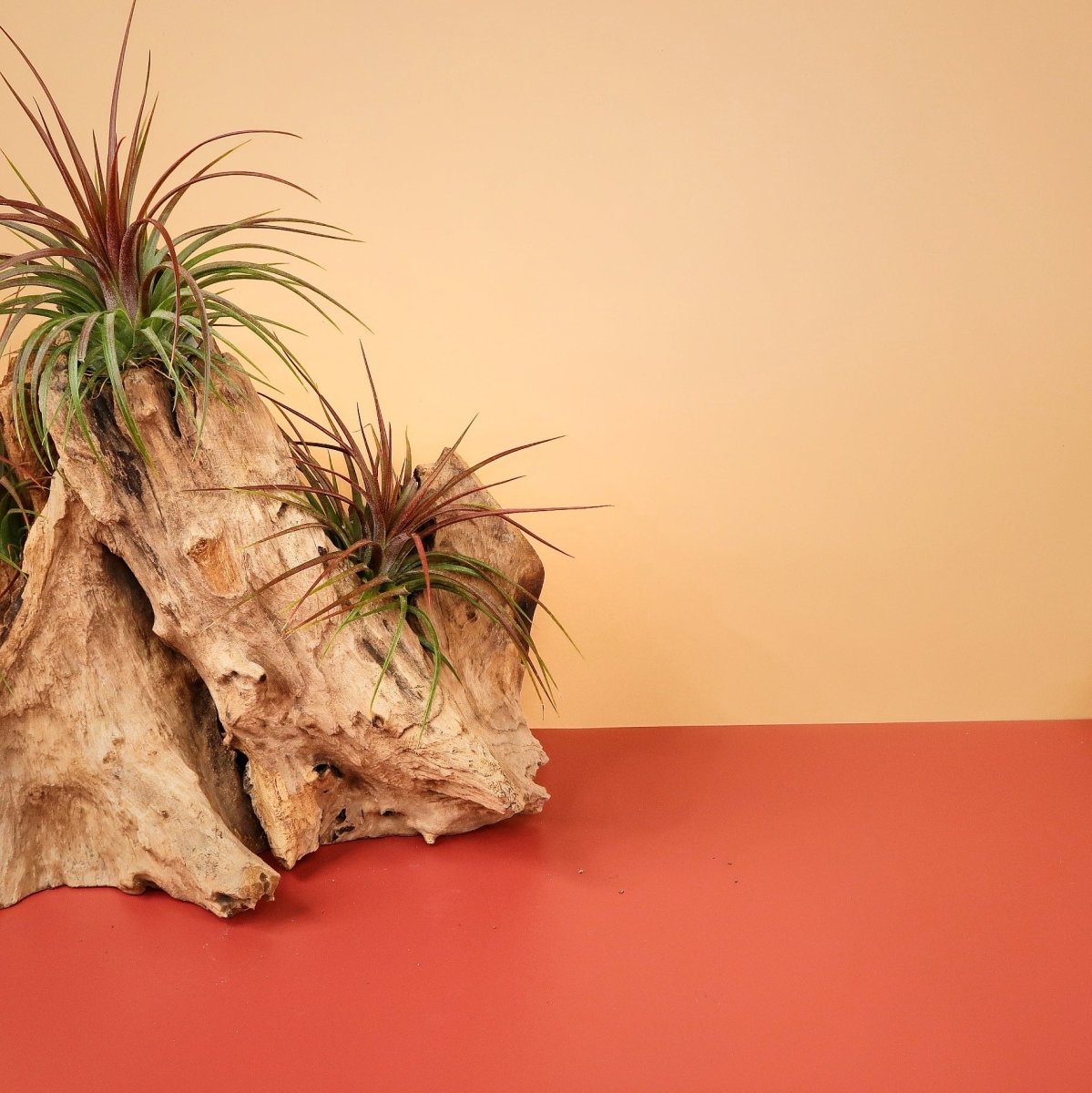 Tillandsia Rainforest – buschiger Wuchs