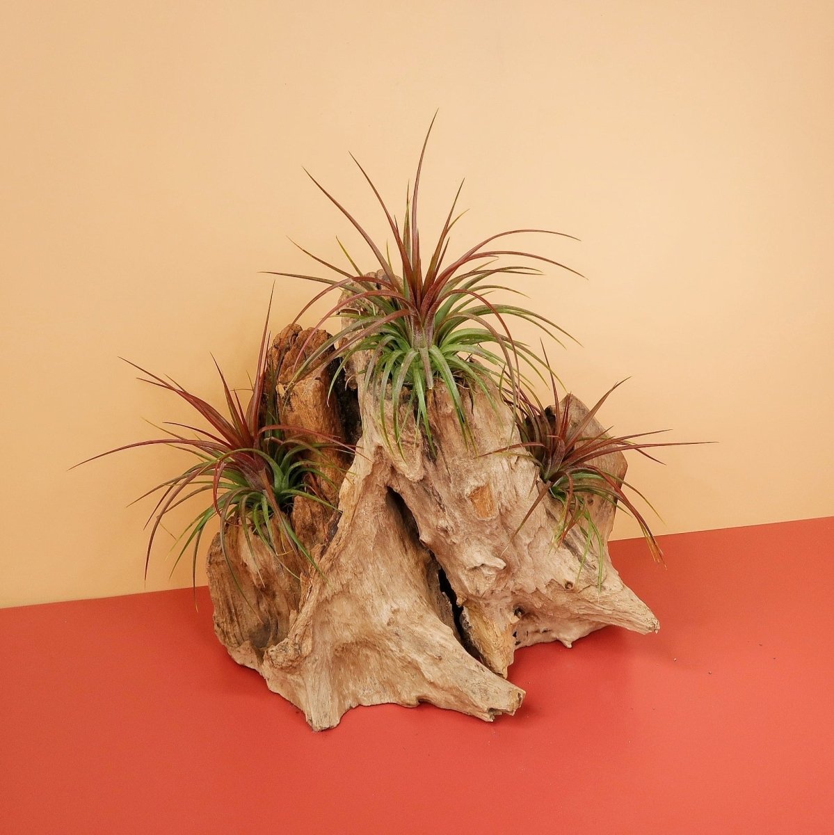 Tillandsia Rainforest, wächst ohne Erde auf Bäumen