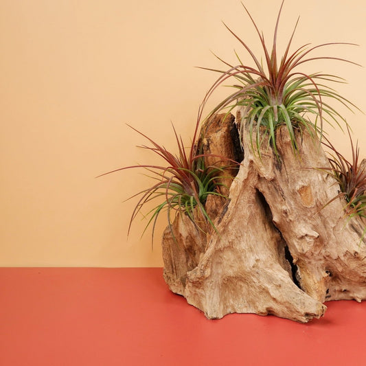Tillandsia Rainforest – Luftpflanze mit grün-roten Blättern – potflourri