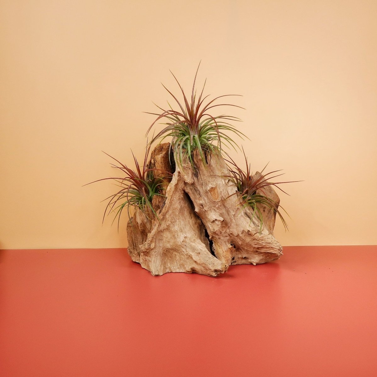 Tillandsia Rainforest – Luftpflanze mit grün-roten Blättern – potflourri