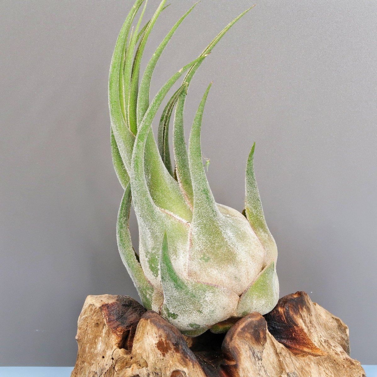 Tillandsia Seleriana, wächst ohne Erde