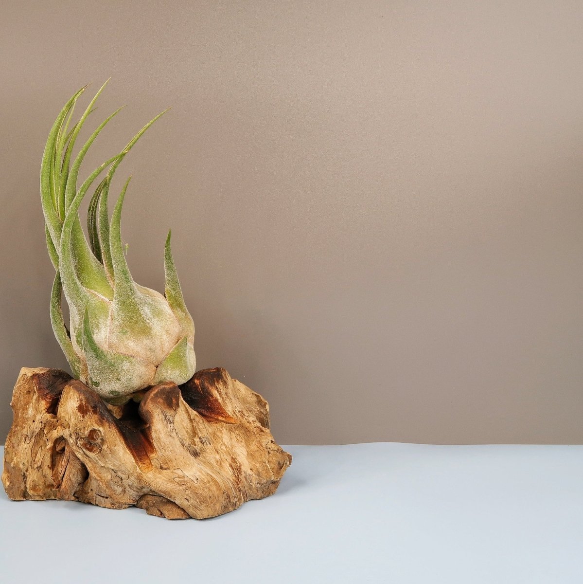 Tillandsia Seleriana – silbriger Schimmer