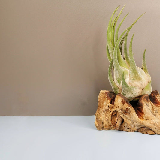 Tillandsia Seleriana – Luftpflanze mit dicken fleischigen Blättern – potflourri