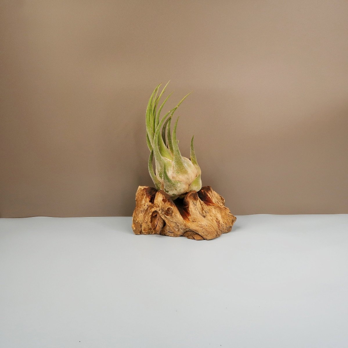 Tillandsia Seleriana – Luftpflanze mit dicken fleischigen Blättern – potflourri