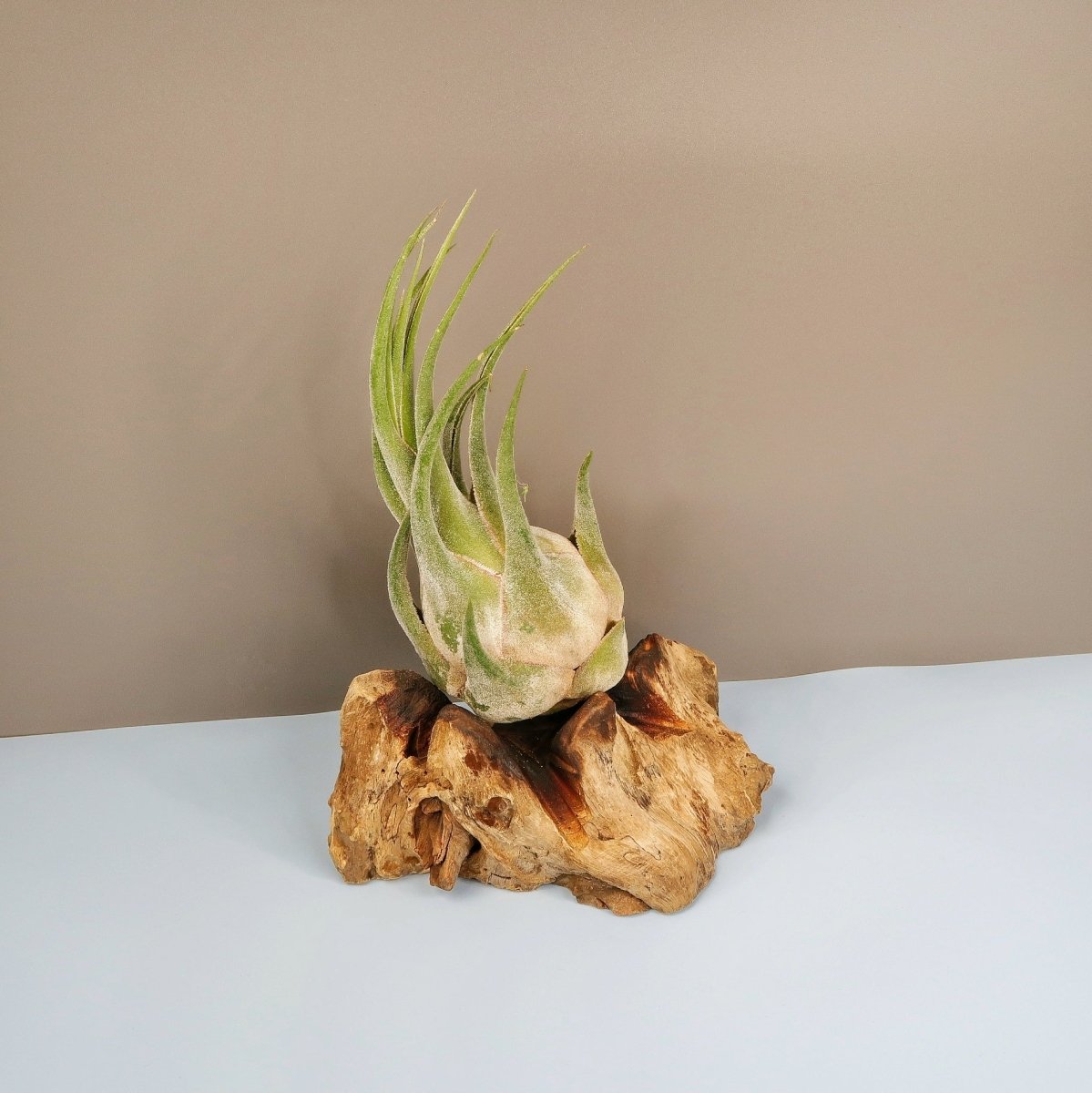 Tillandsia Seleriana, vielseitig einsetzbar