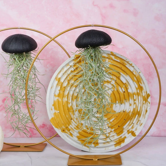 Tillandsia Usneoides Black – hängende Luftpflanze – potflourri