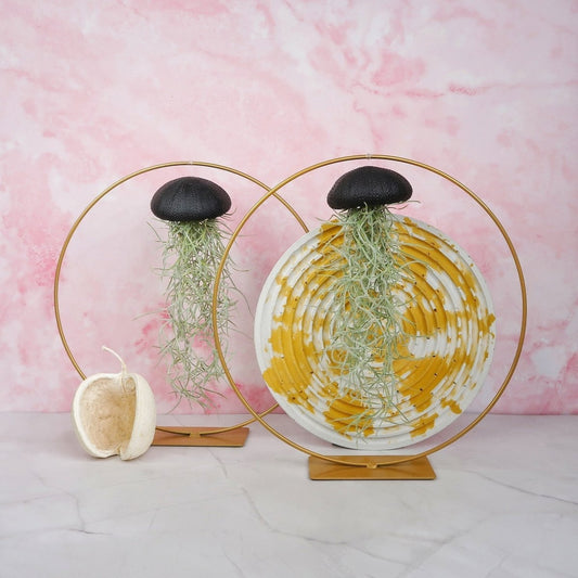 Tillandsia Usneoides Black – hängende Luftpflanze – potflourri