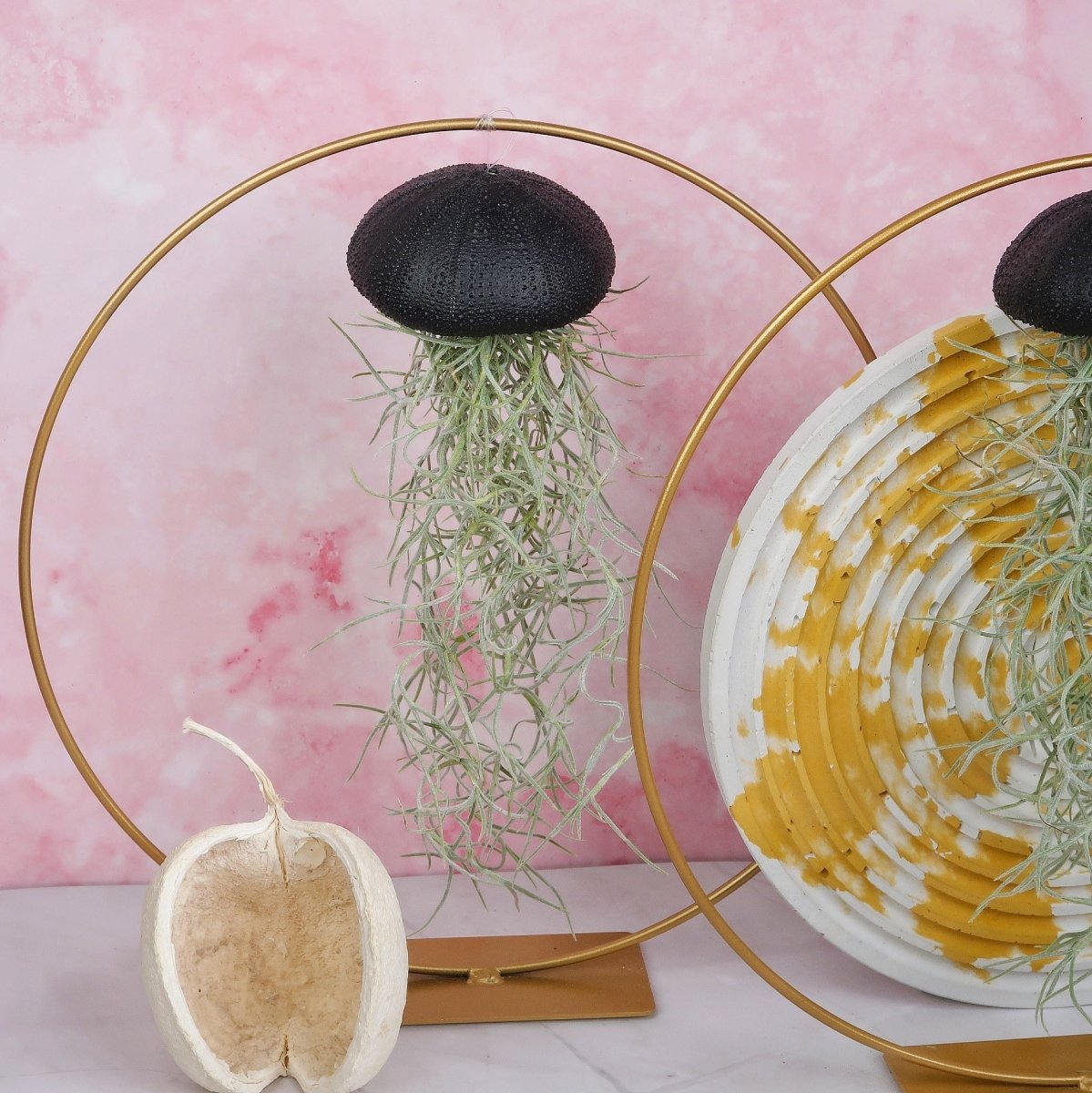 Tillandsia Usneoides Black – aschgrau gefärbte Blätter