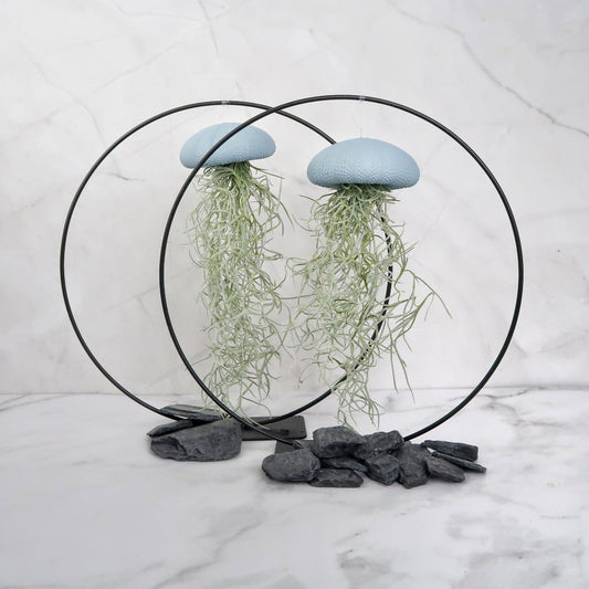 Tillandsia Usneoides Blue – Luftpflanze am Seeigel-Gehäuse von potflourri