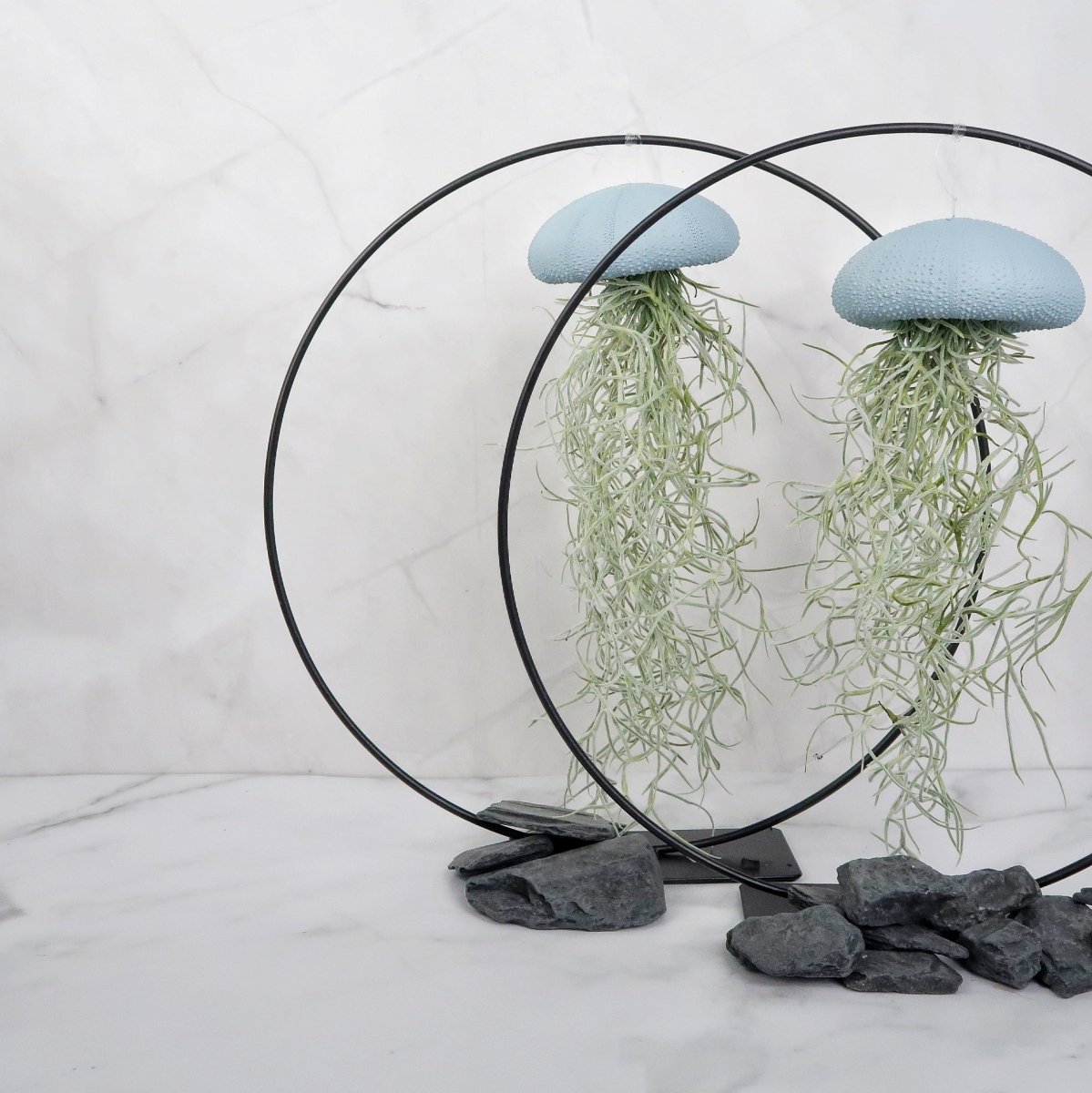 Hängende Luftpflanze Tillandsia Usneoides Blue (Louisianamoos)