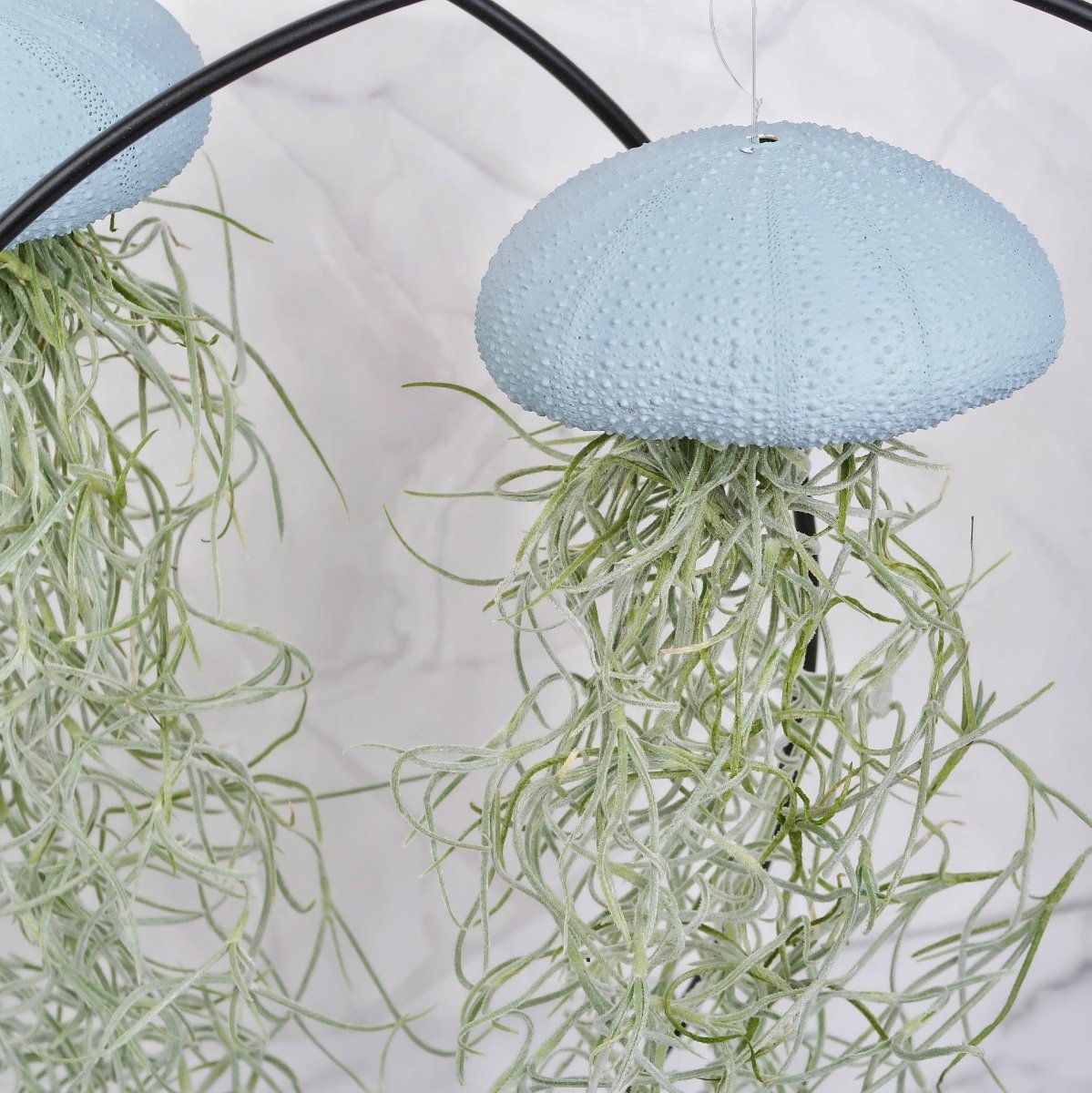 Tillandsia Usneoides Blue am transparenten Nylonfaden