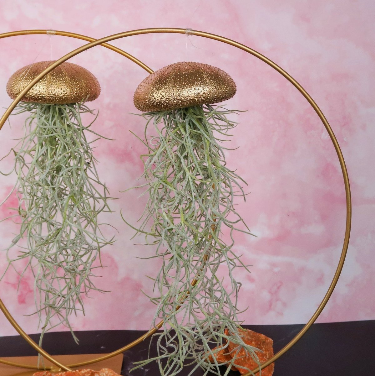 Luftpflanze am Seeigel-Gehäuse, 5–8 cm, Usneoides Gold