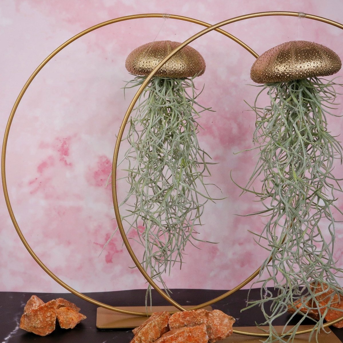 Tillandsia Usneoides Gold mit fadenförmigen Trieben