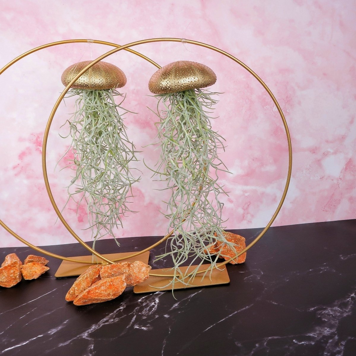 Tillandsia Usneoides Gold – aschgrau gefärbte Blätter