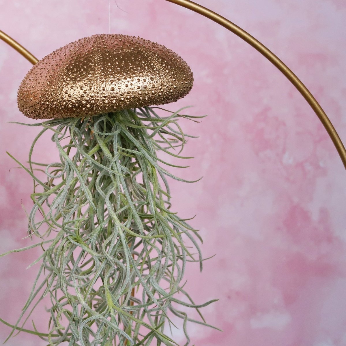 Tillandsia Usneoides Gold für Einsteiger geeignet