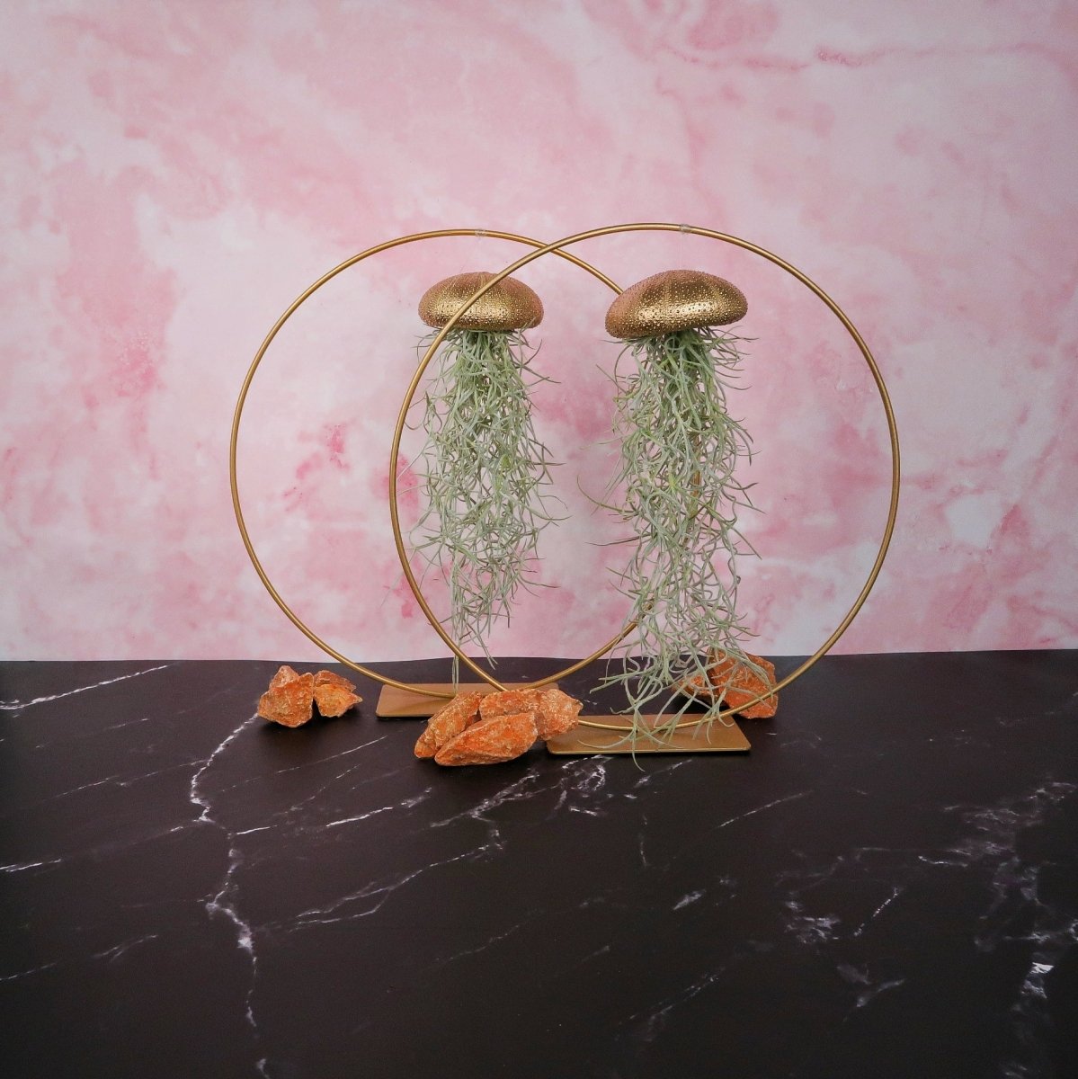 Tillandsia Usneoides Gold – hängende Luftpflanze – potflourri