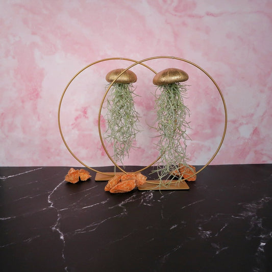 Tillandsia Usneoides Gold – hängende Luftpflanze – potflourri