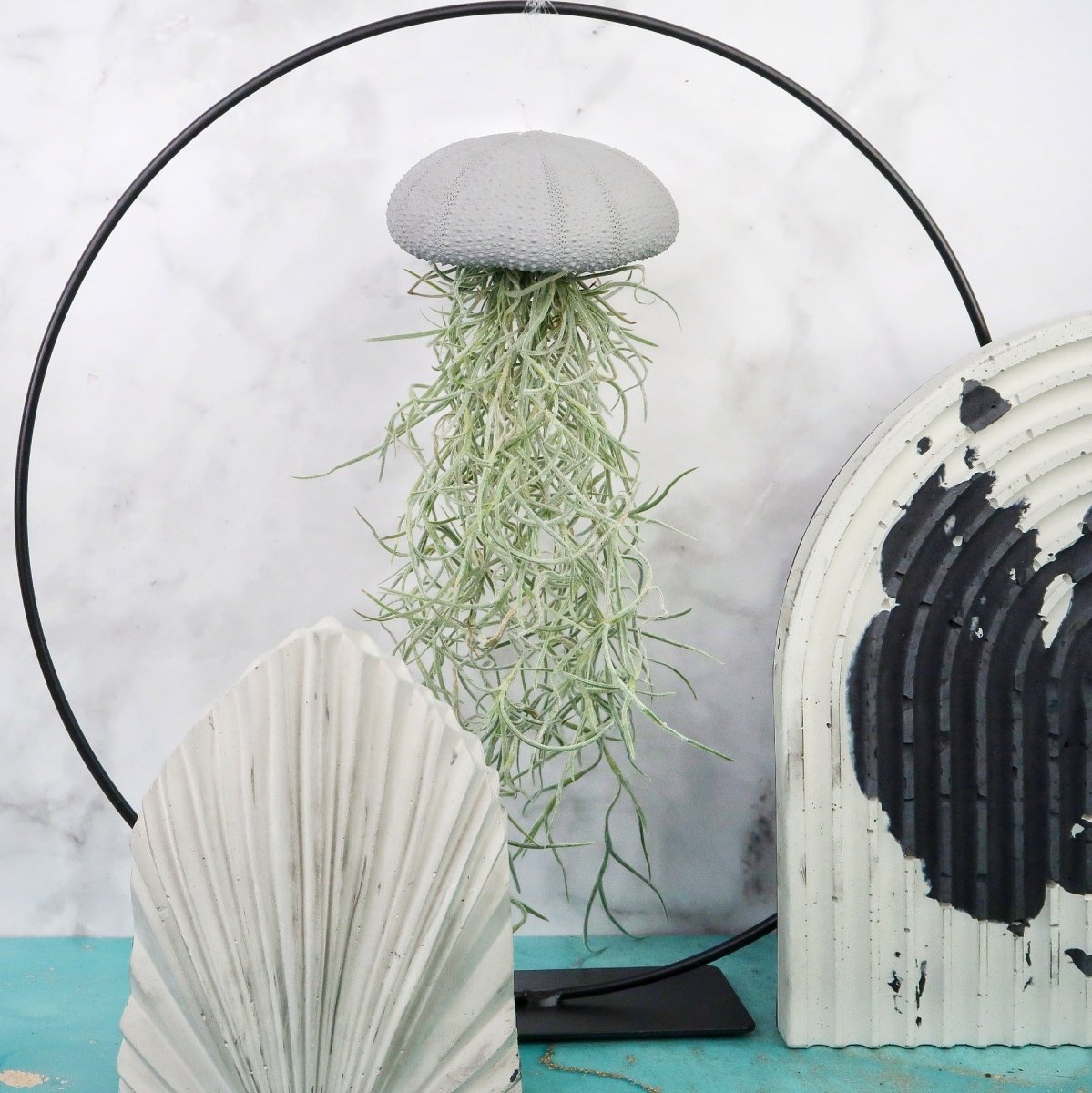 Tillandsia Usneoides Grey für Einsteiger geeignet