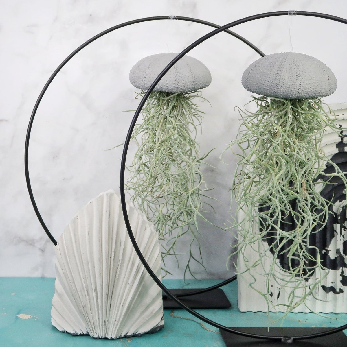 Tillandsia Usneoides Grey mit fadenförmigen Trieben