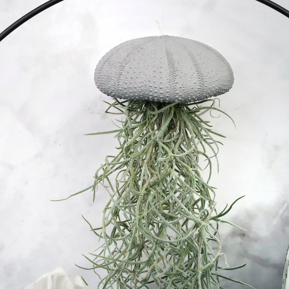 Luftpflanze am Seeigel-Gehäuse, 5–8 cm, Grey