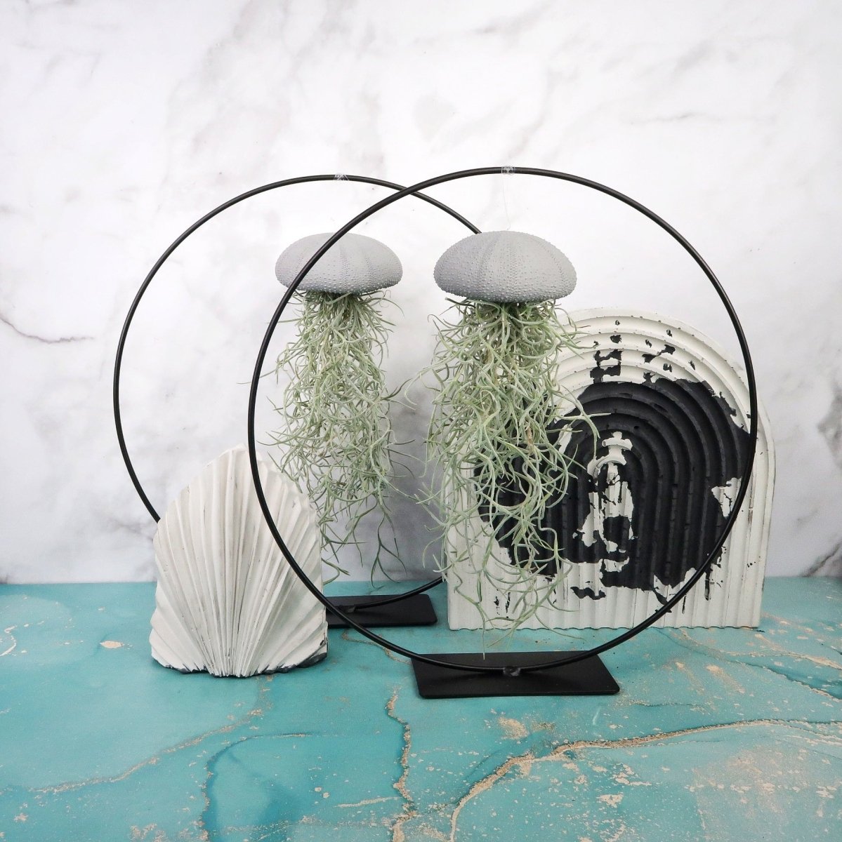 Tillandsia Usneoides Grey – hängende Luftpflanze – potflourri