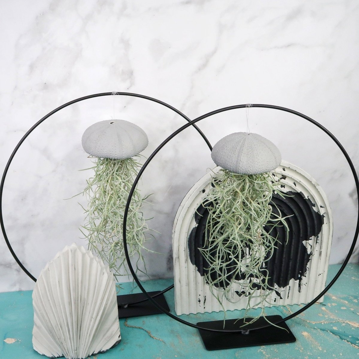 Tillandsia Usneoides Grey – aschgrau gefärbte Blätter