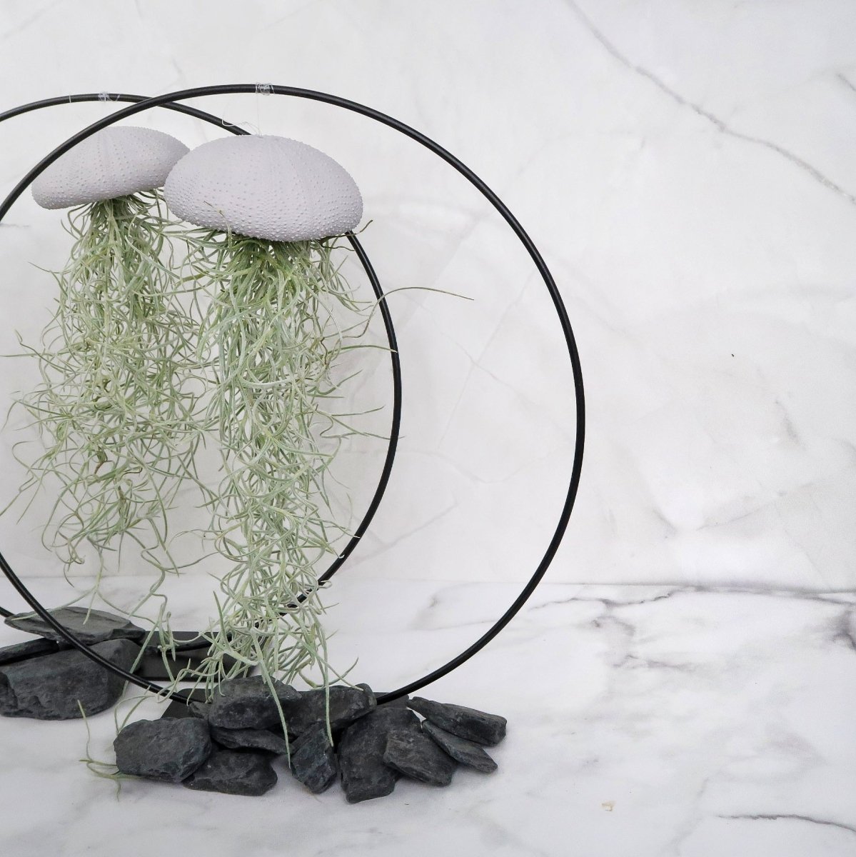 Tillandsia Usneoides Lavender mit fadenförmigen Trieben