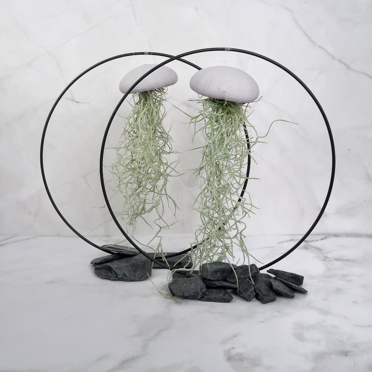 Tillandsia Usneoides Lavender – Luftpflanze am Seeigel-Gehäuse von potflourri