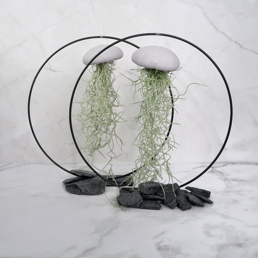 Tillandsia Usneoides Lavender – Luftpflanze am Seeigel-Gehäuse von potflourri